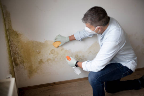 Best Mold Odor Removal Services  in Oakland, PA